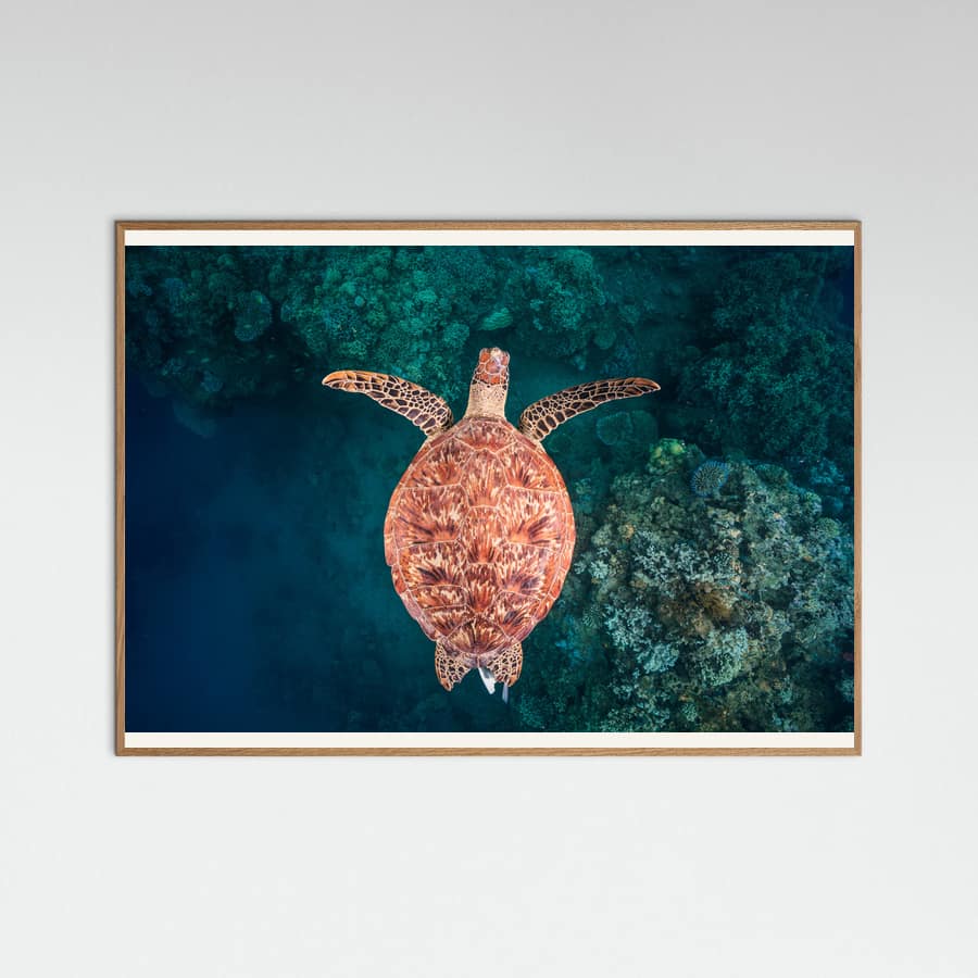 Flying over the reef Poster – Poster und Kunstdruck