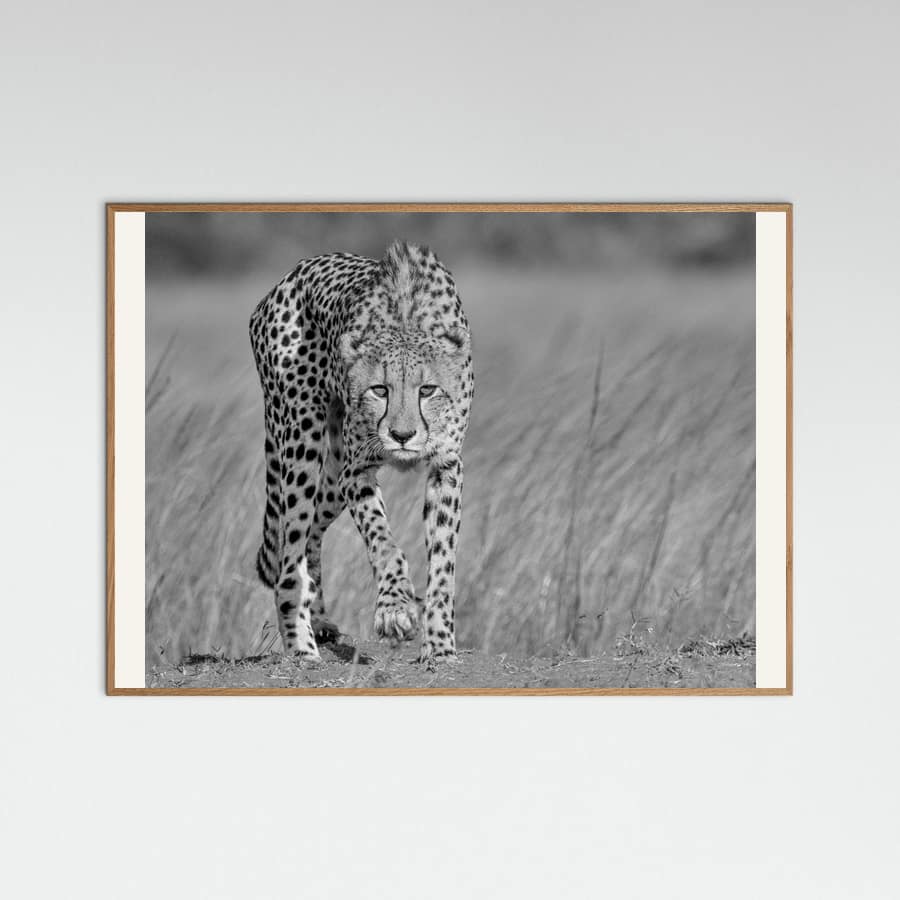 Focused predator Poster – plakat og kunsttryk