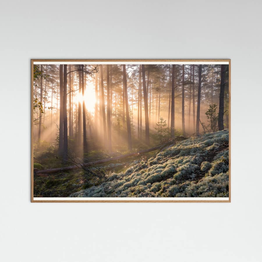 Fog in the forest with white moss in the forground Poster – plakat og kunsttryk
