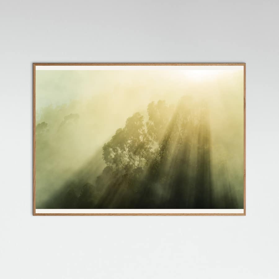 Foggy Woods III Poster – Poster und Kunstdruck