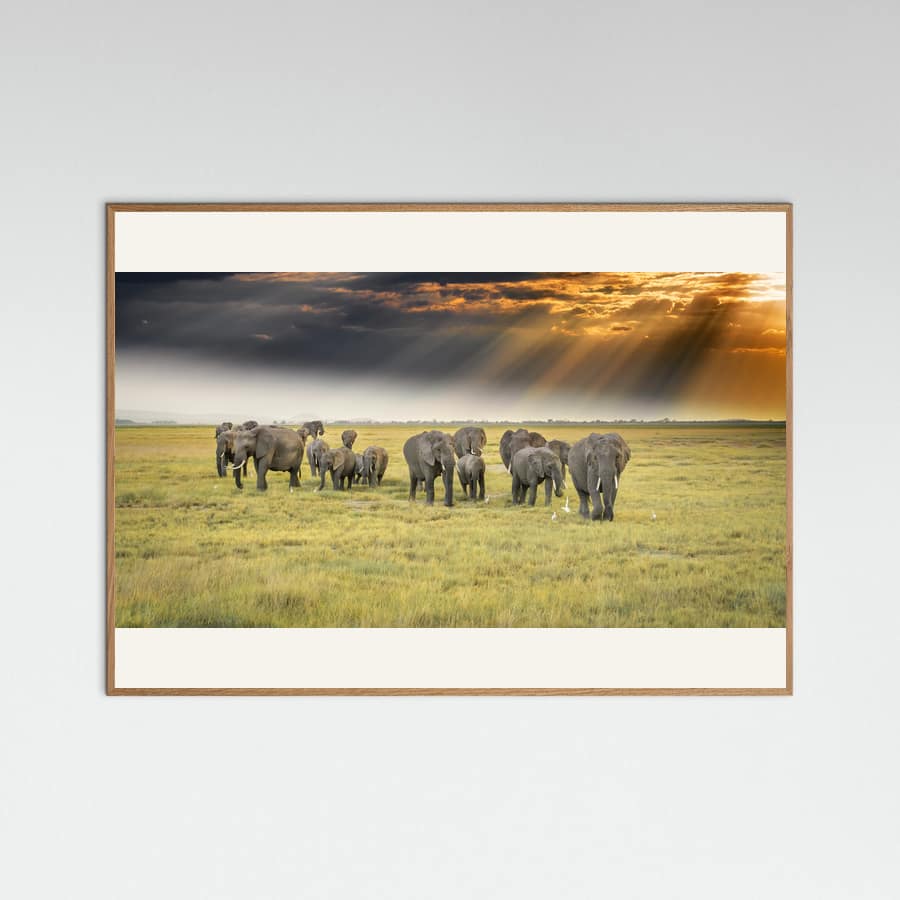 Poster For the love of elephants – poster e stampa artistica