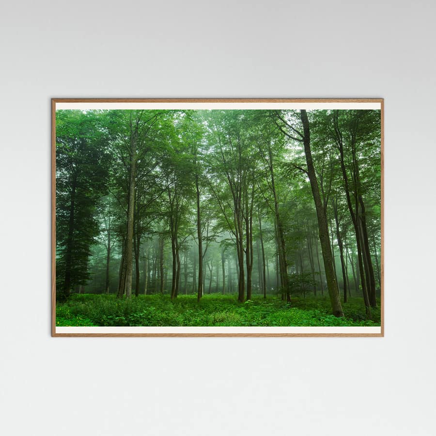 Forest View Poster – plakat og kunsttryk