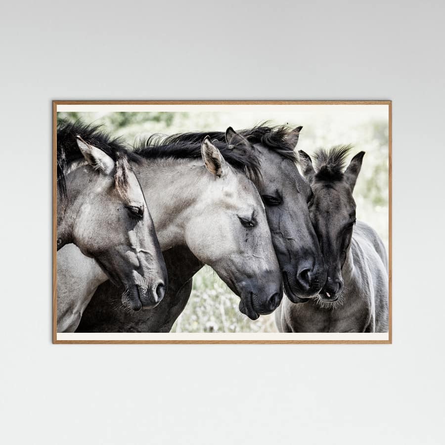 Four Konik Horses Poster