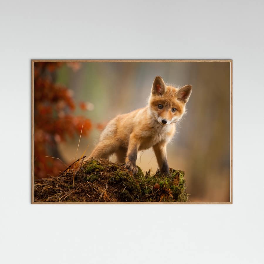 Fox Poster – poster and art print