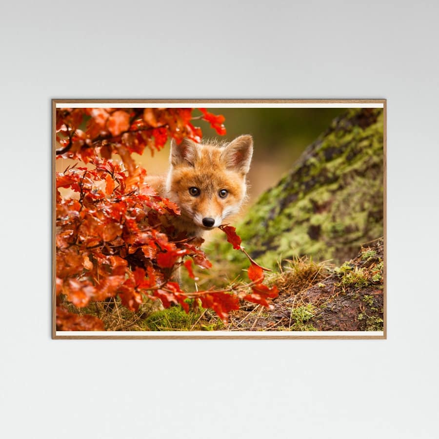 Fox Poster – poster and art print
