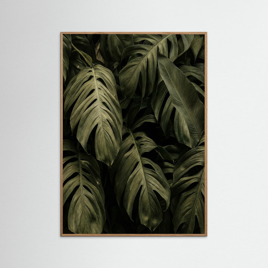 Frond Shadows