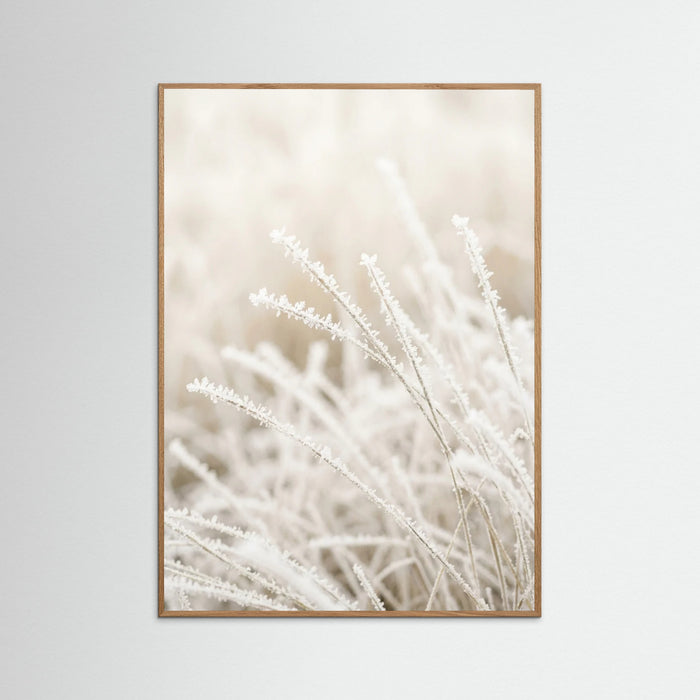 Oak Nature Frosted Whispers