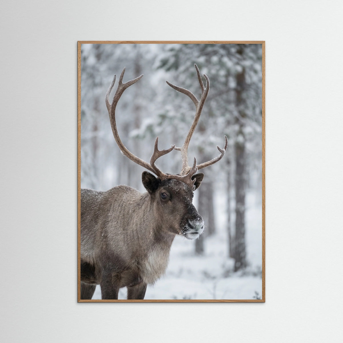 Oak Nature Frosty Highlands