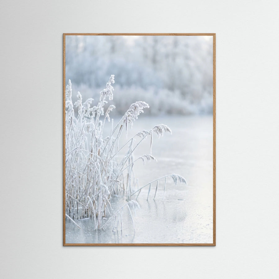 Frozen Reflections
