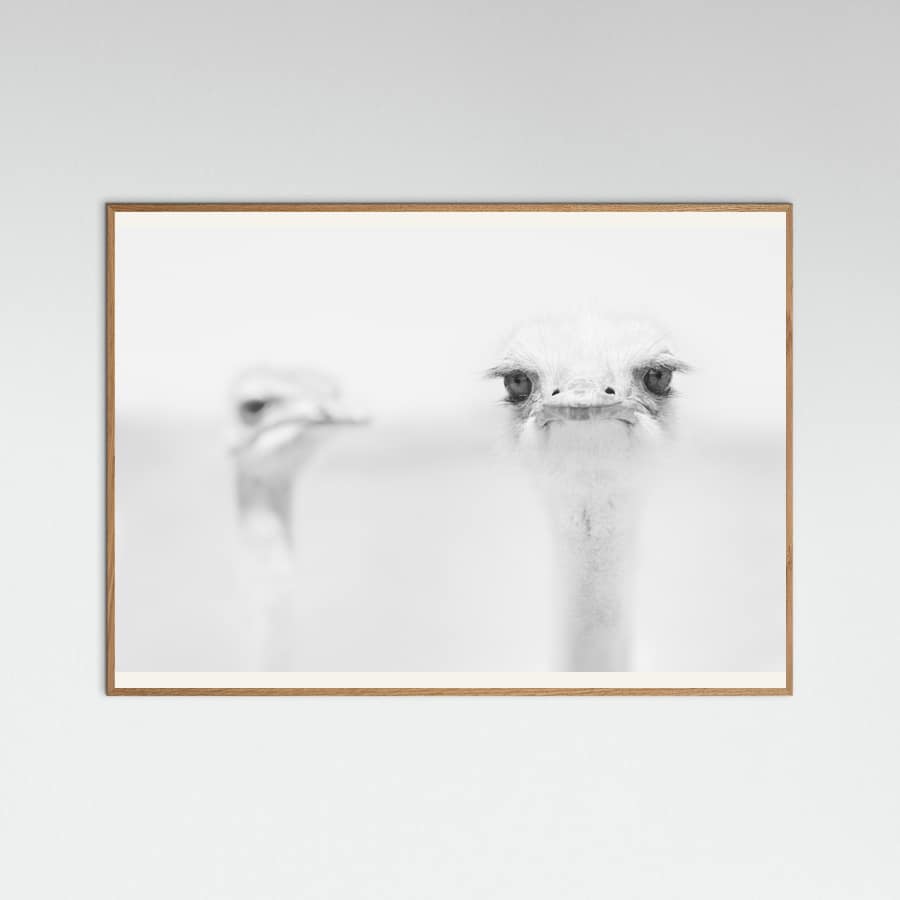 Funny ostrich Poster