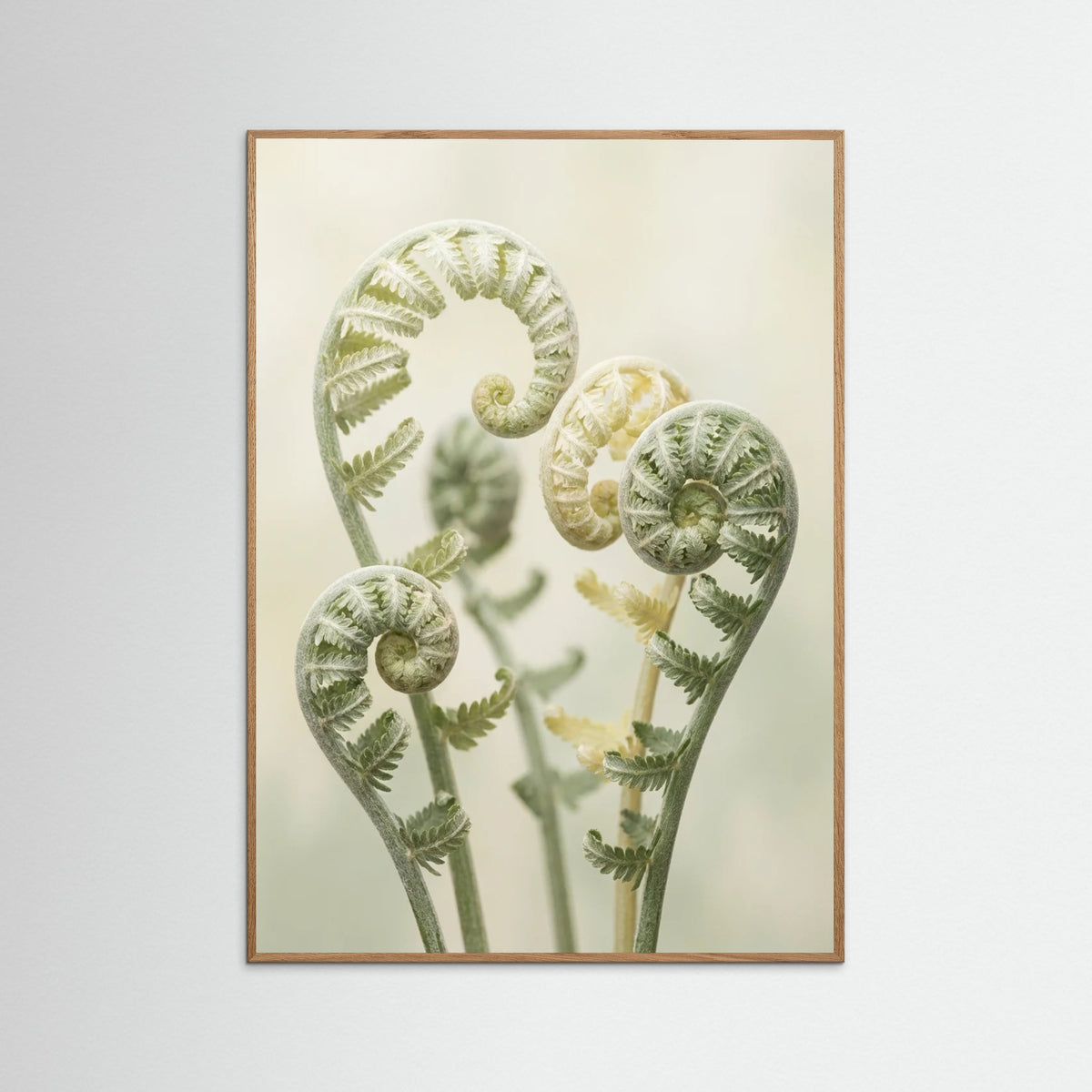 Oak Nature Gentle Ascent