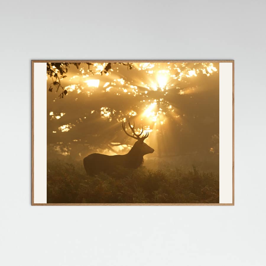 Plakat Ghost of the Forest