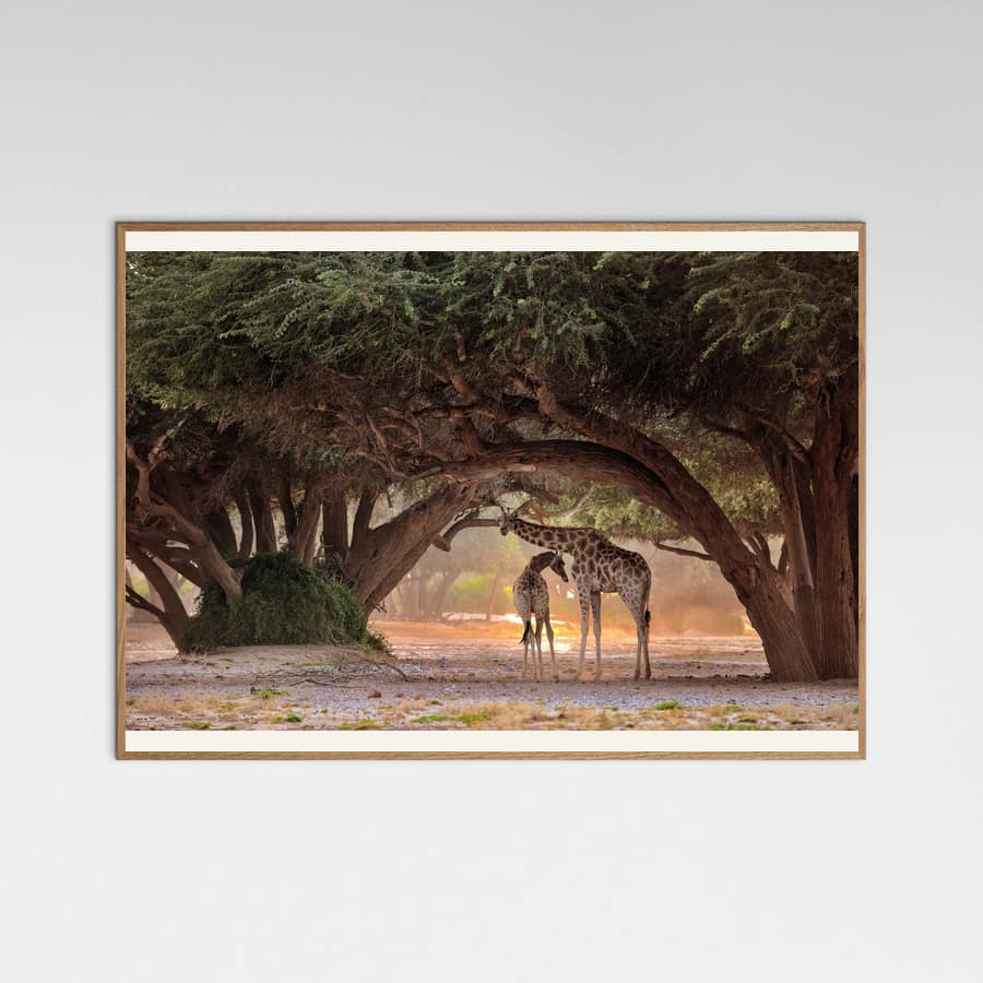 Giraffe - Namibia Poster
