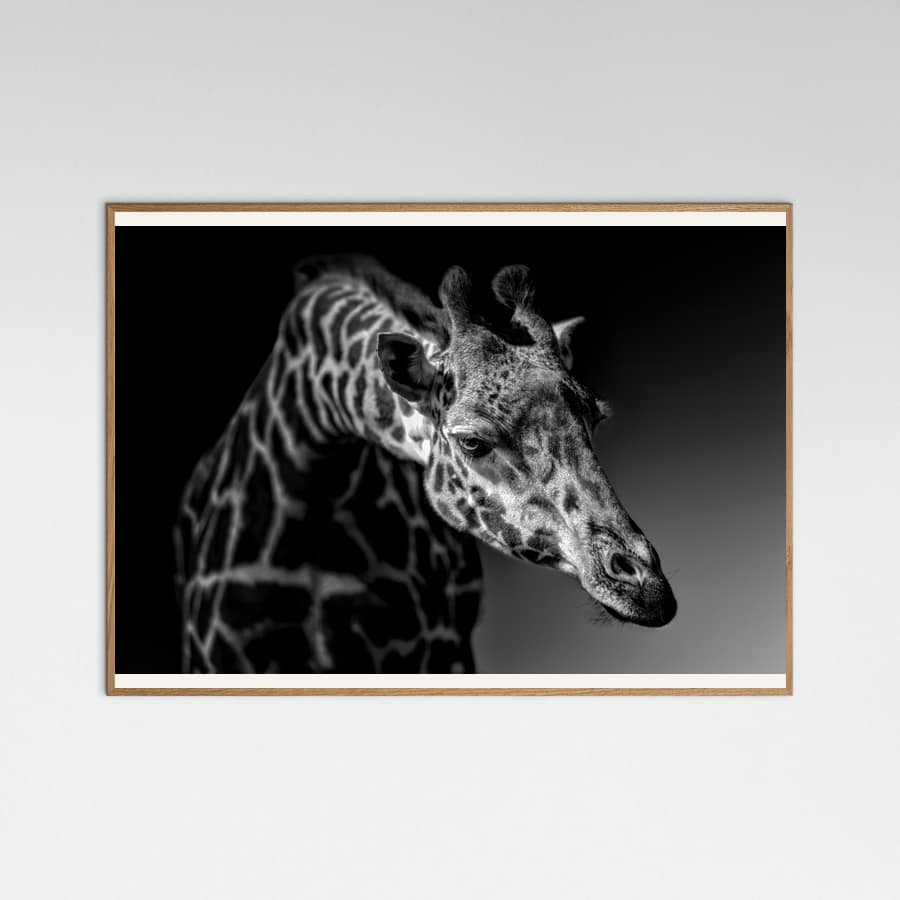 Giraffe Poster