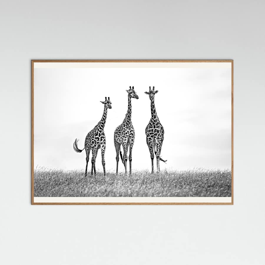 Giraffes in the  Mara plains -juliste