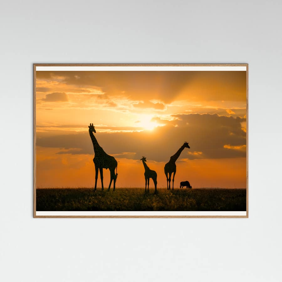 Poster Golden Africa