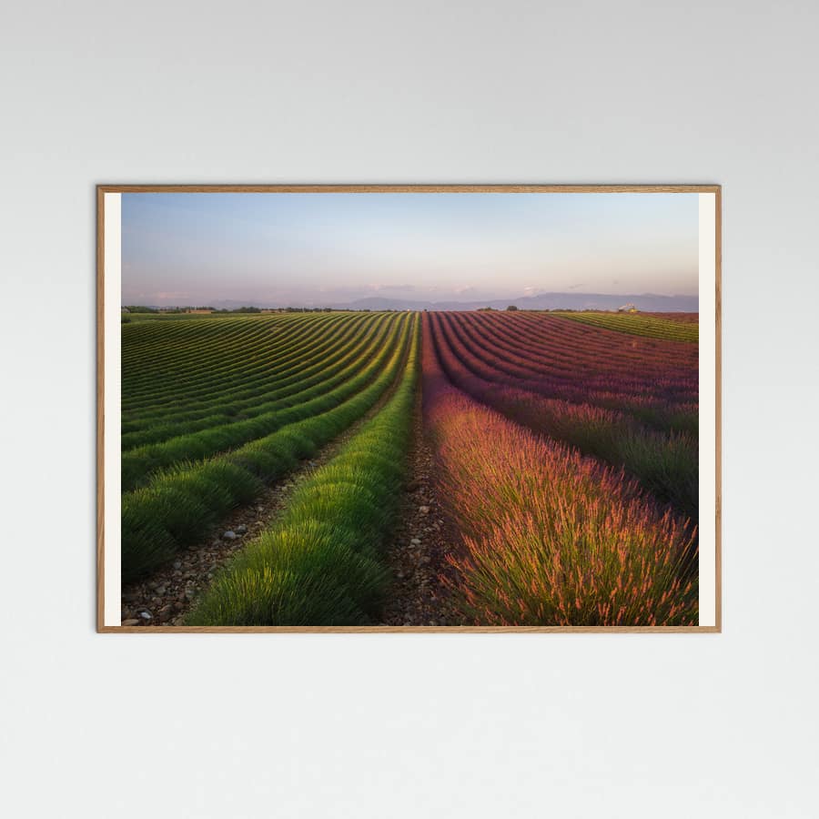 Golden Hour Lavender Fields Poster – Poster und Kunstdruck
