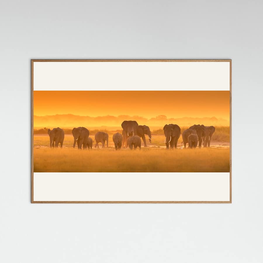 Plakat Golden Light – plakat i druk artystyczny