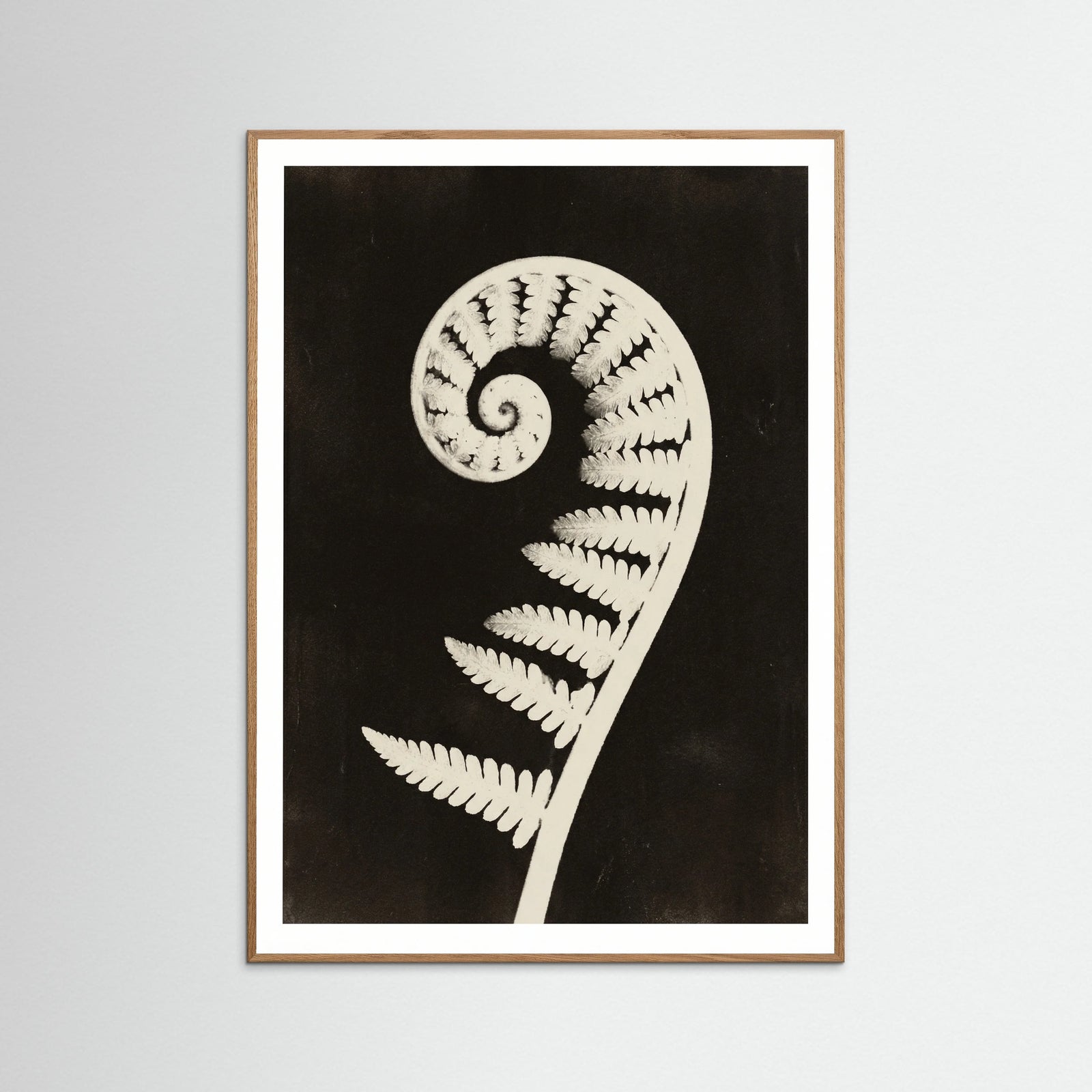 Oak Nature Goldenrod Specimen