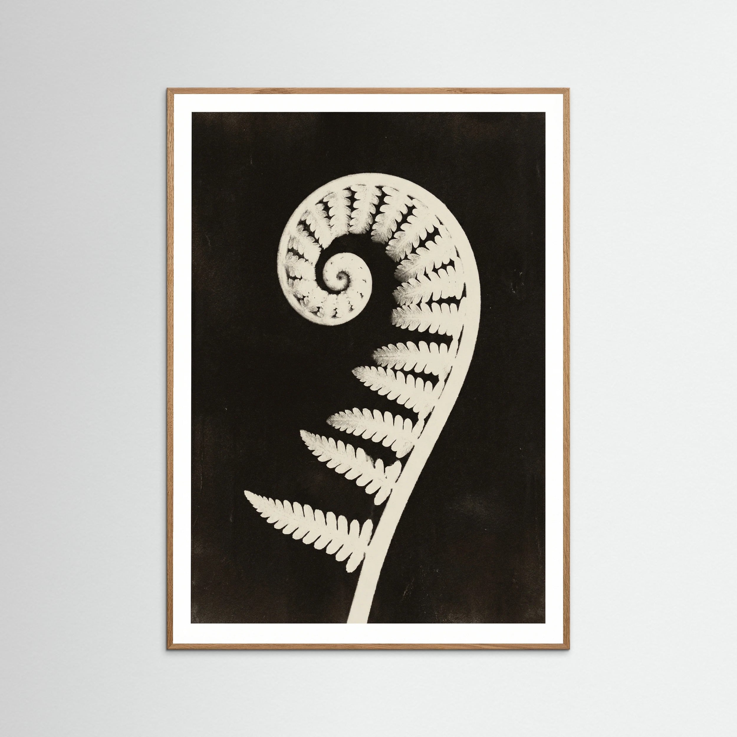 Oak Nature Goldenrod Specimen