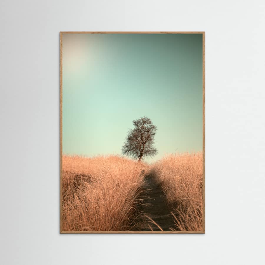 Grass and Path Poster – plakat og kunsttryk