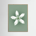 Oak Nature Green Coffee Serenity