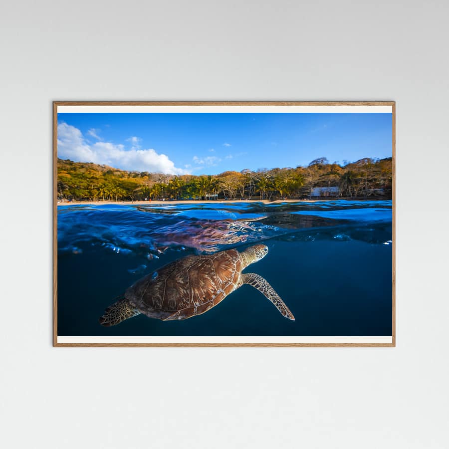 Plakat Green Turtle - Sea Turtle