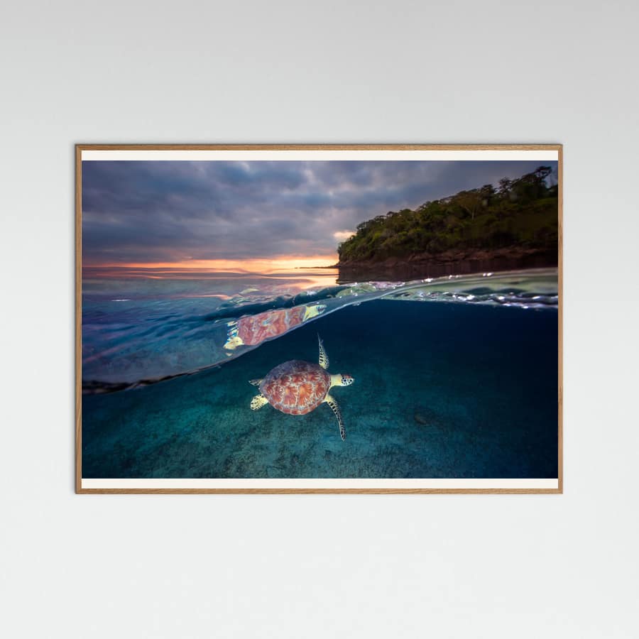 Póster Green turtle with sunset