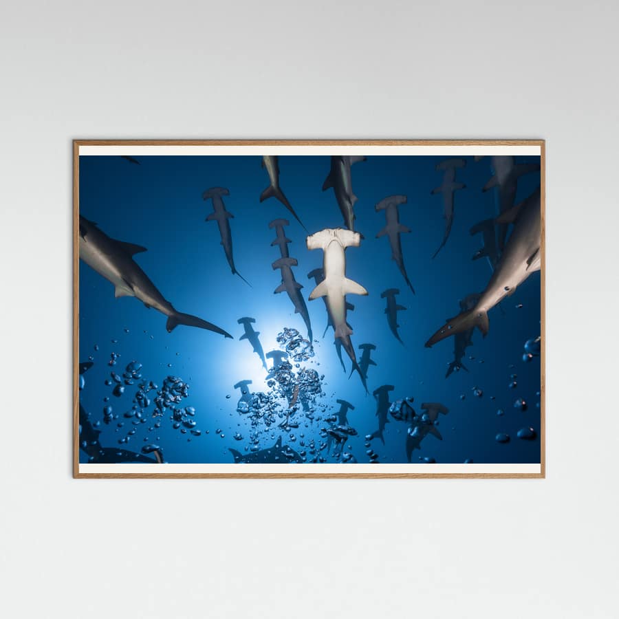 Hammerhead Shark Poster – poster en kunstdruk