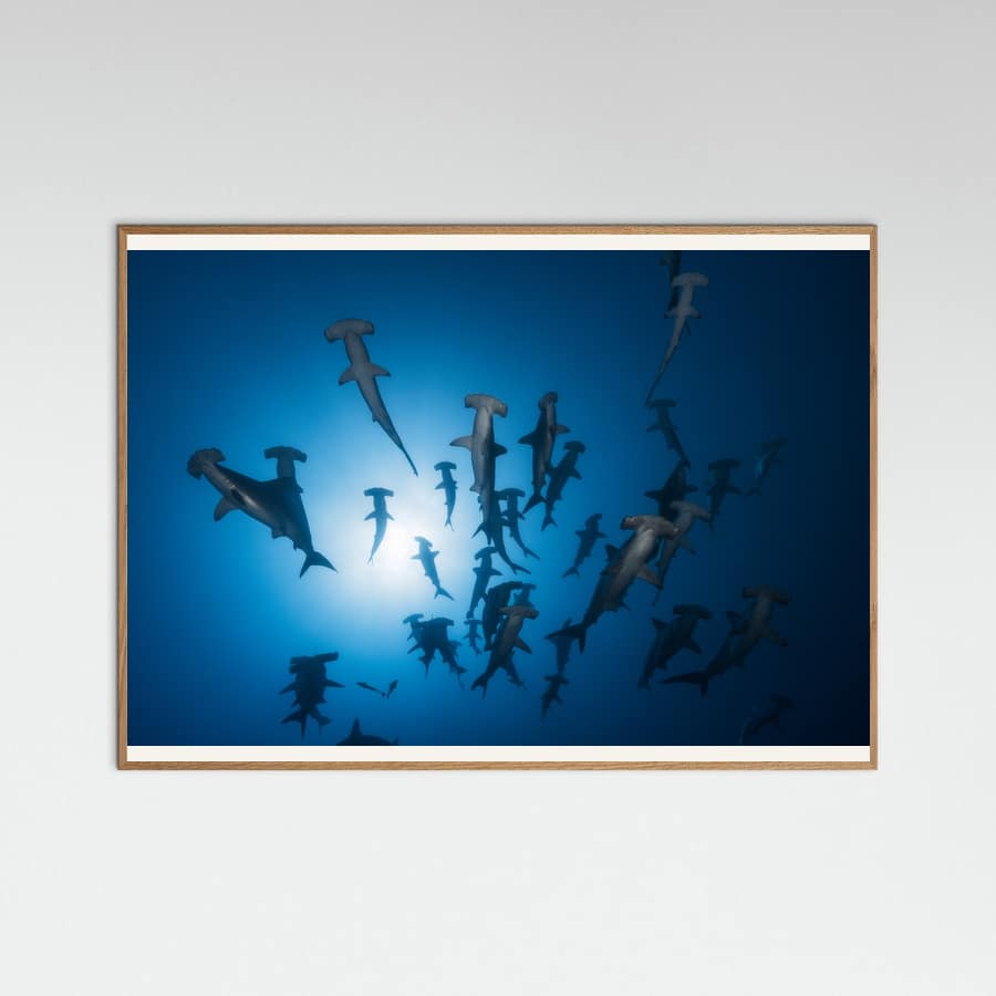 Hammerhead Shark - Underwater Photography Poster – poster and art print