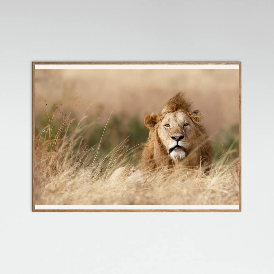 Handsome! Poster – plakat og kunsttryk