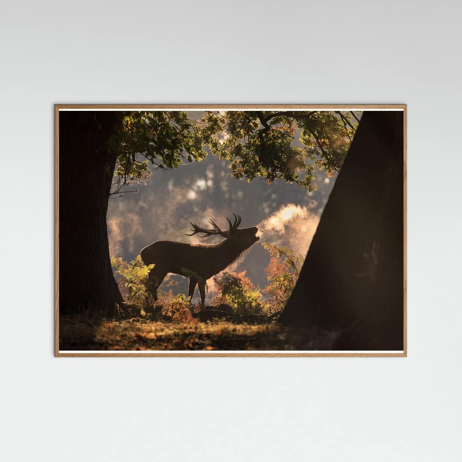 He Waits in the Shadows -juliste – juliste ja taidepainatus