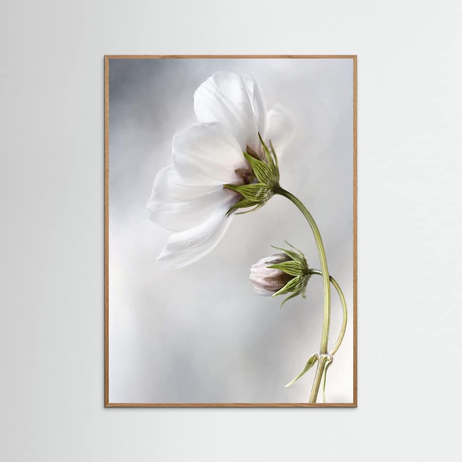 Heavenly Cosmos Poster – poster and art print