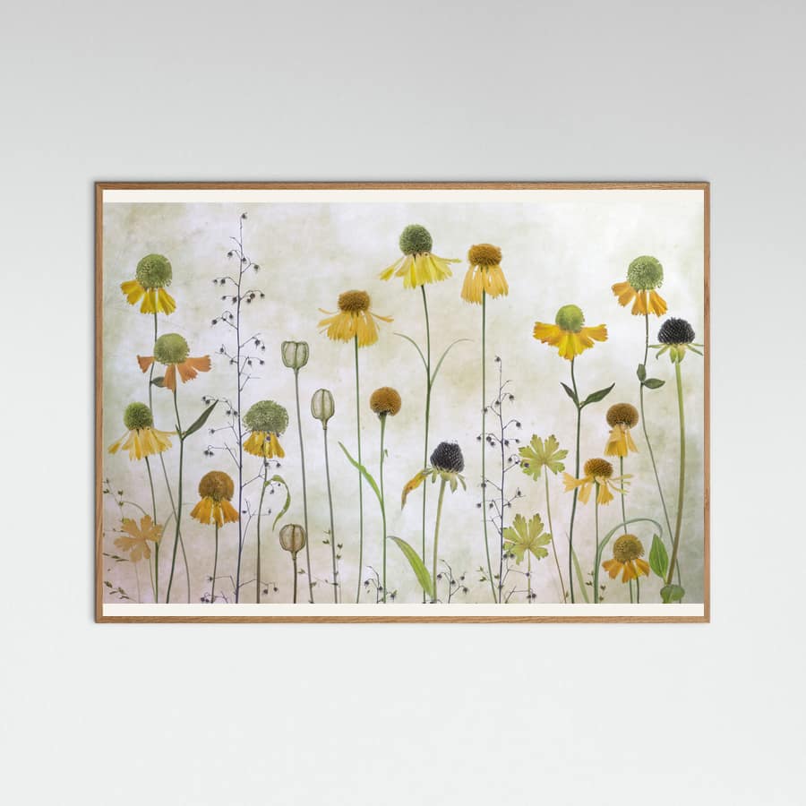 Helenium Poster – poster and art print