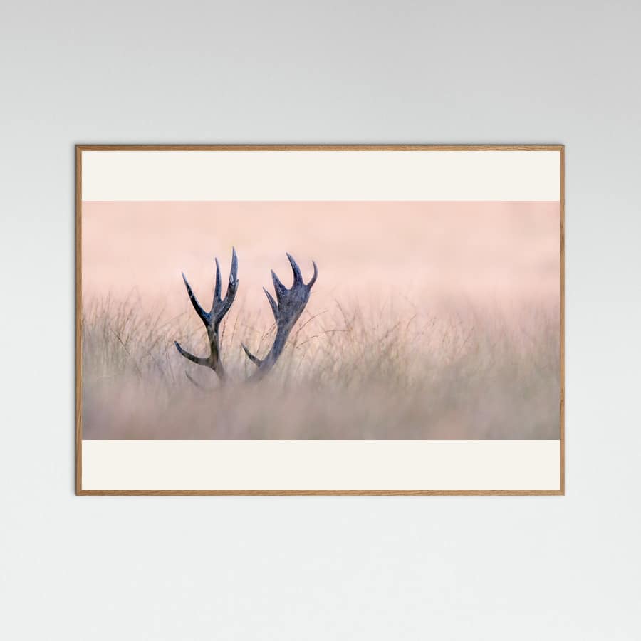 Hide & Seek ( Horn of Stag) Poster – plakat og kunsttryk