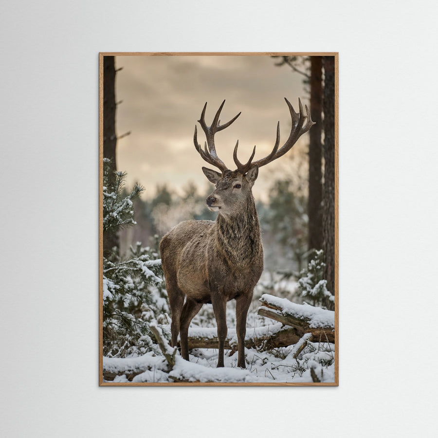 Highland Winter