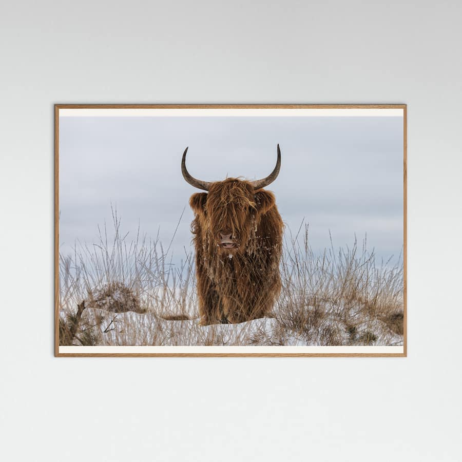 Highlander in Snow Poster – poster and art print
