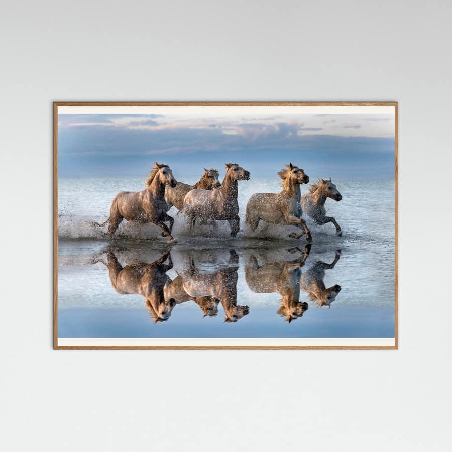 Horses and reflection -juliste – juliste ja taidepainatus