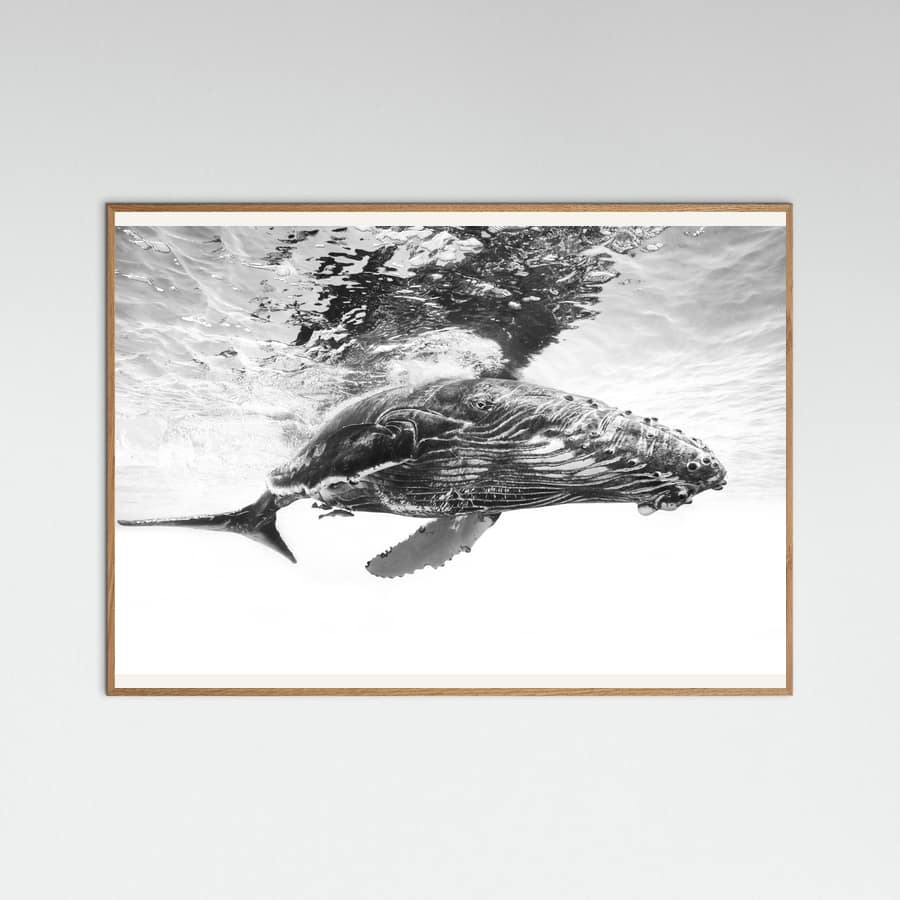 Humpback whale calf Poster