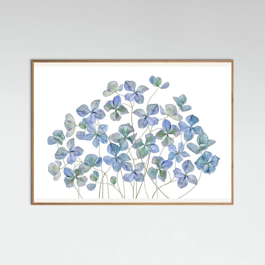 Hydrangea Poster