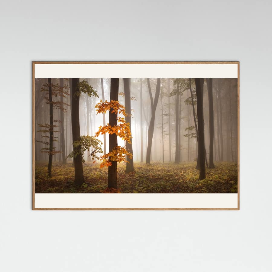 In November Light -juliste – juliste ja taidepainatus