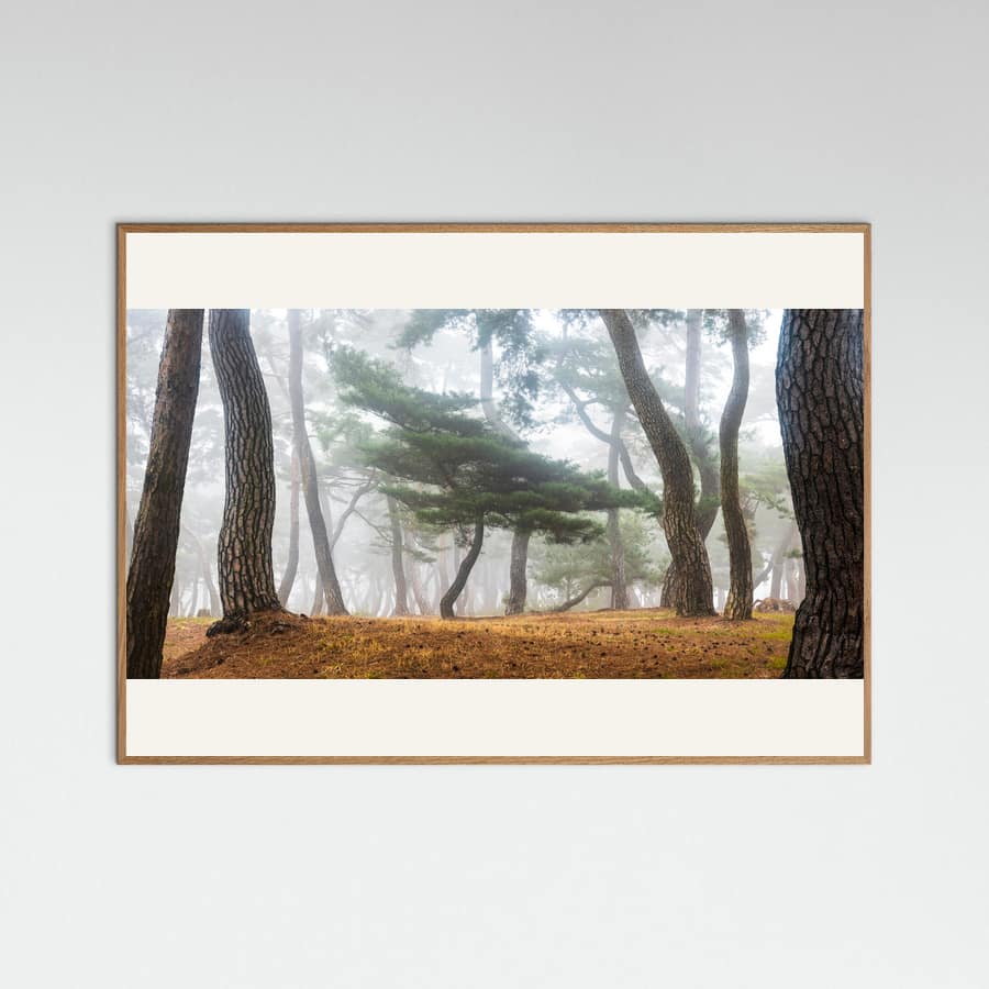 Plakat In The Misty Pine Forest – plakat i druk artystyczny