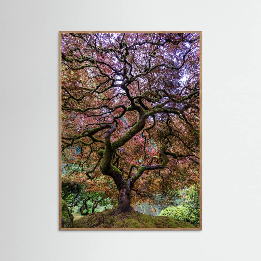 Plakat Japanese Maple Tree