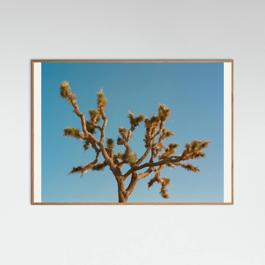 Joshua Tree Moon III Poster