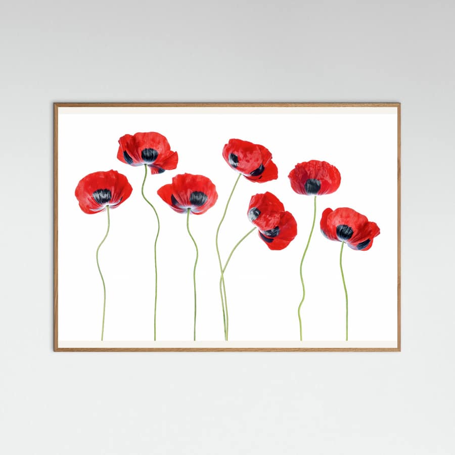 Ladybird Poppies Poster – Poster und Kunstdruck