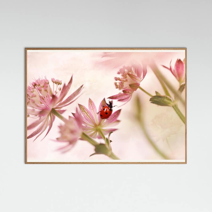 Ladybird and pink flowers Poster – Poster und Kunstdruck