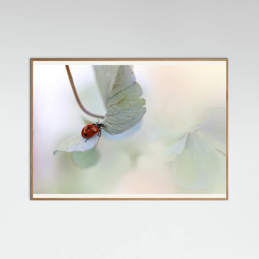 Ladybird on blue-green hydrangea Poster