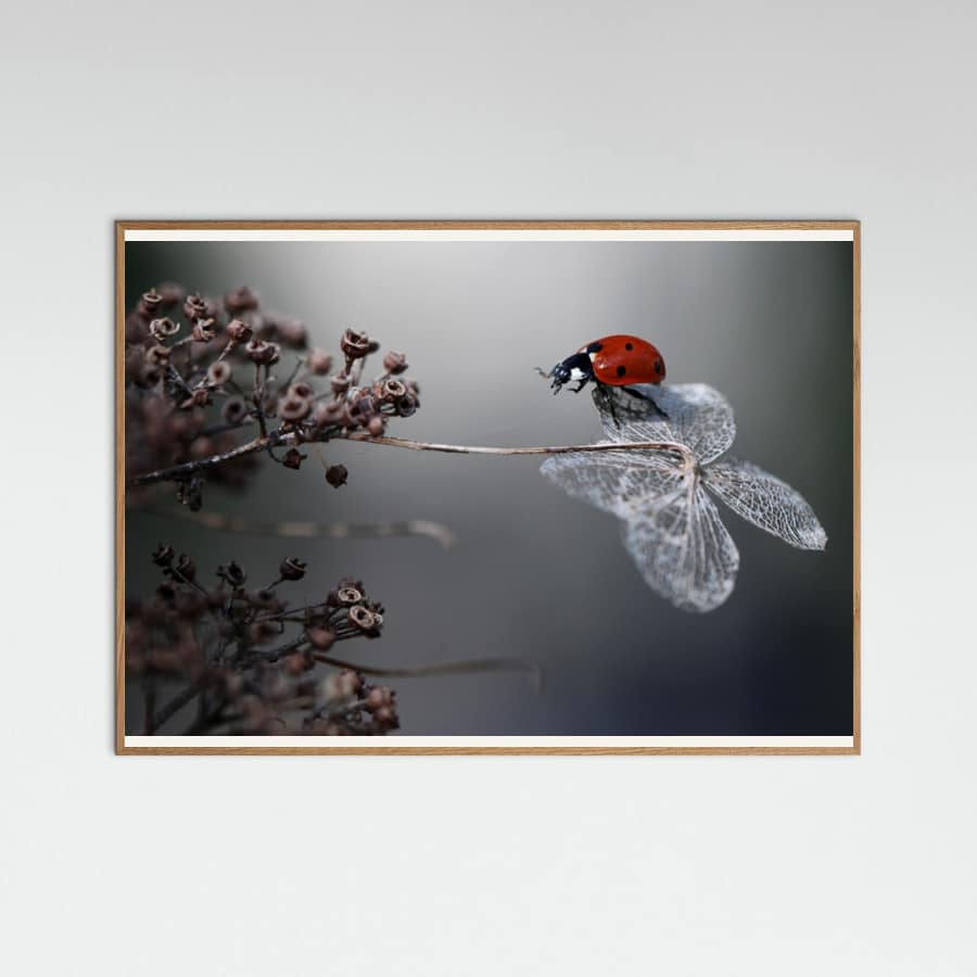 Poster Ladybird on hydrangea. – poster e stampa artistica