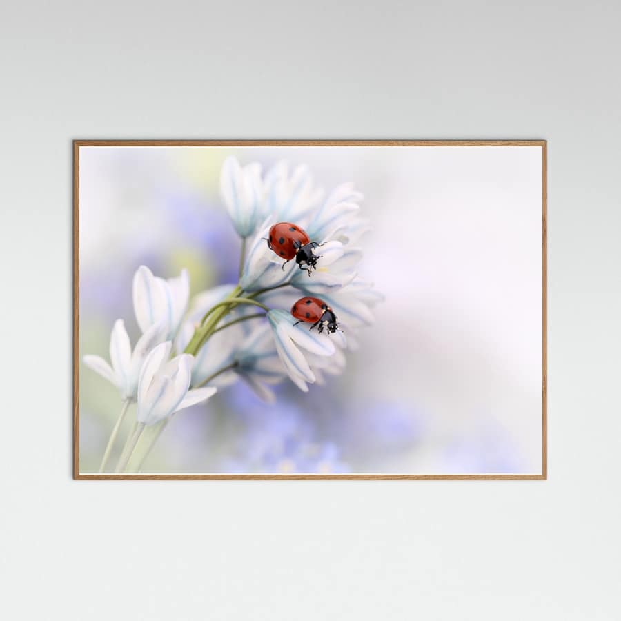 Affiche Ladybirds – affiche et impression d’art