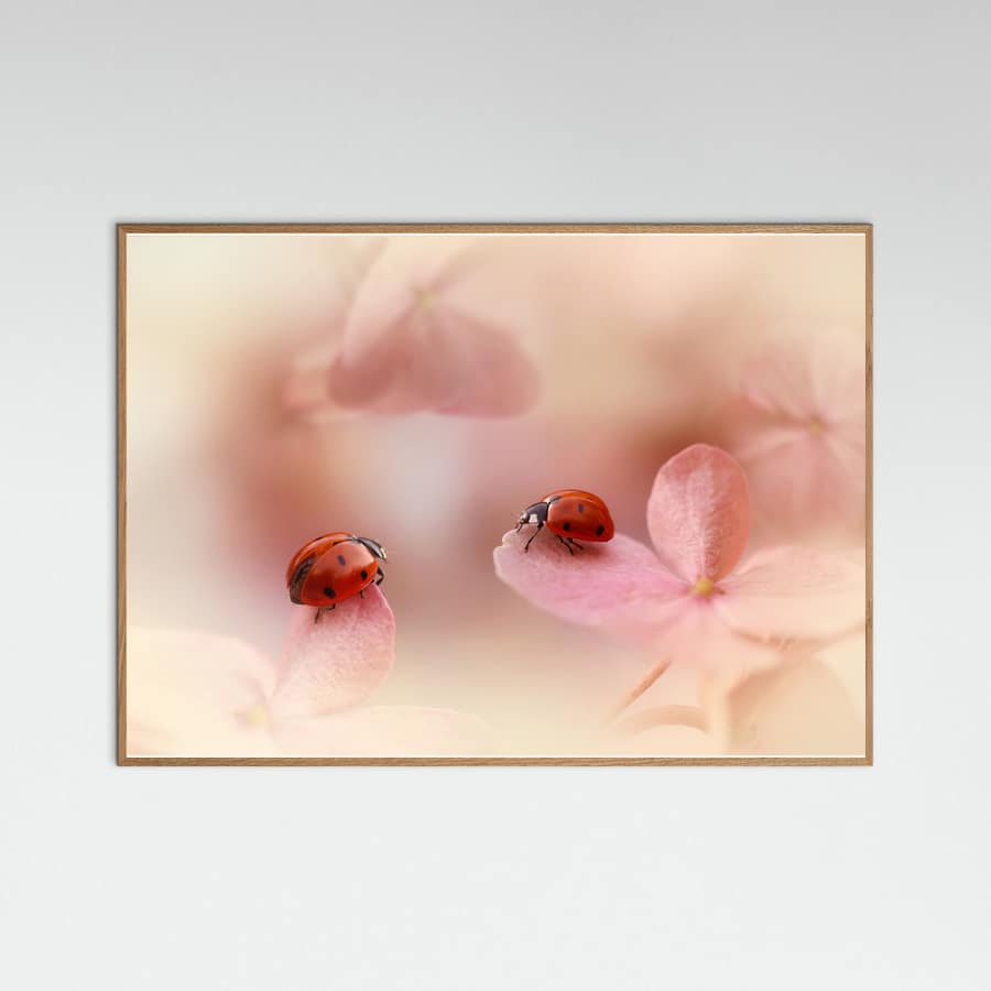 Ladybirds on pink hydrangea. Poster – plakat og kunsttryk